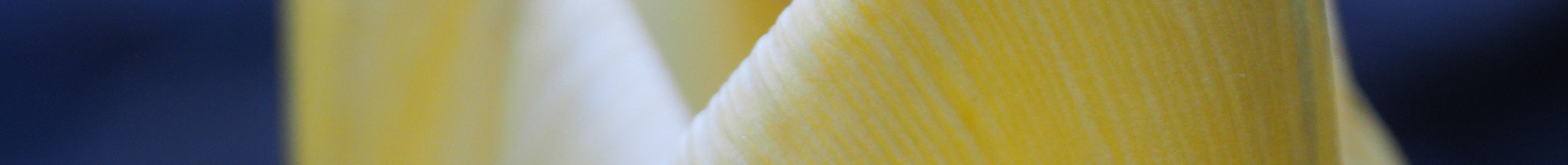 gele tulp in close up
